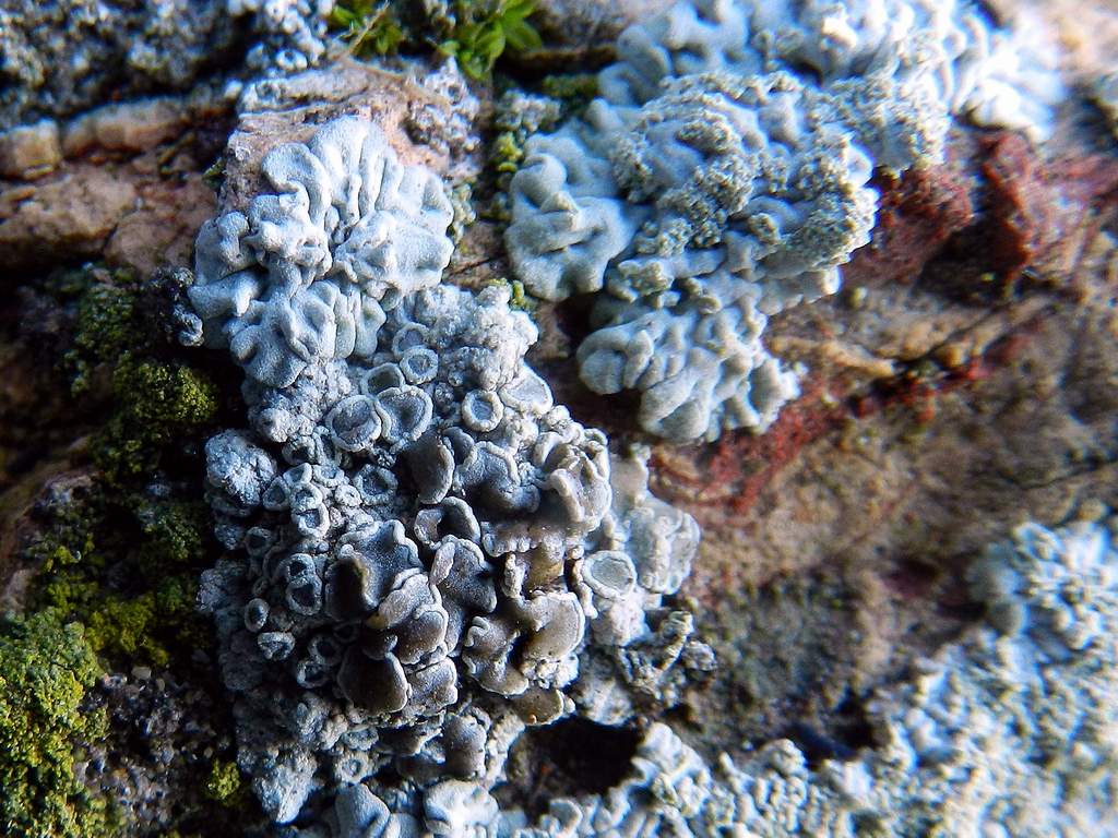 Lecanora sp. ?